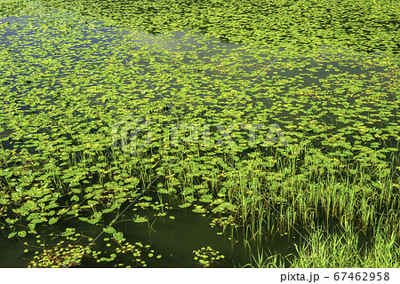 羊草群生の中綱湖 67462958