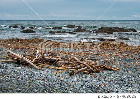 照ヶ崎海岸に漂着した流木 67463028