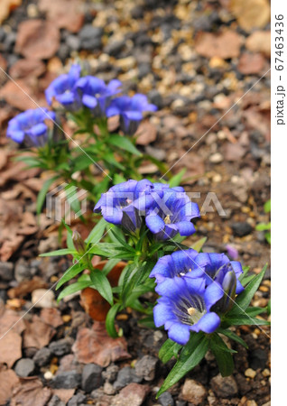 自生するリンドウの花 67463436