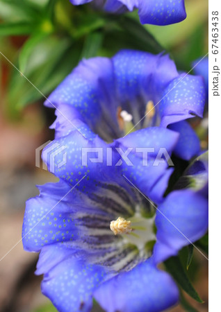 自生するリンドウの花 67463438