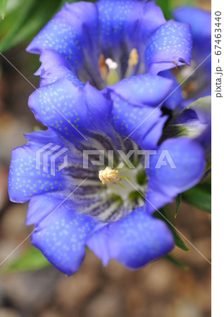 自生するリンドウの花 67463440