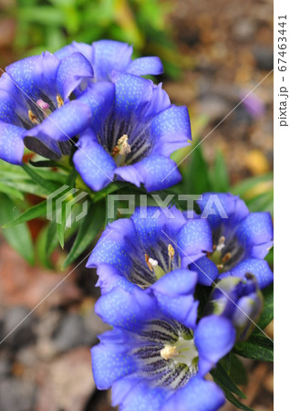自生するリンドウの花 67463441