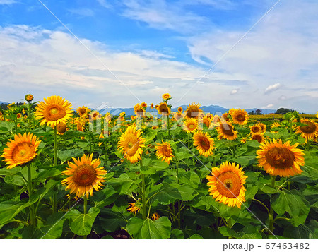 植物 花 ヒマワリ 67463482