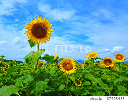 自然 黄色 イエロー 67463483