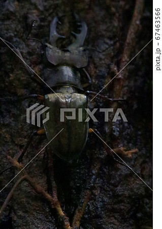 ミヤマクワガタ 67463566