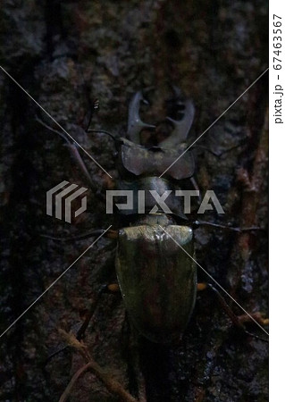 ミヤマクワガタ 67463567