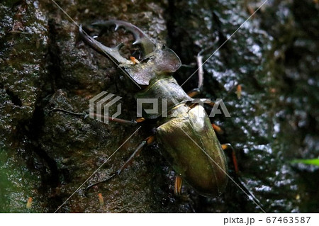 ミヤマクワガタ ミヤマクワガタ 67463587