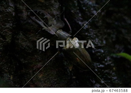 ミヤマクワガタ 67463588