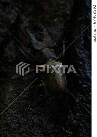 ミヤマクワガタ 67463592