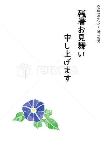 残暑見舞い 朝顔 線無しのイラスト素材