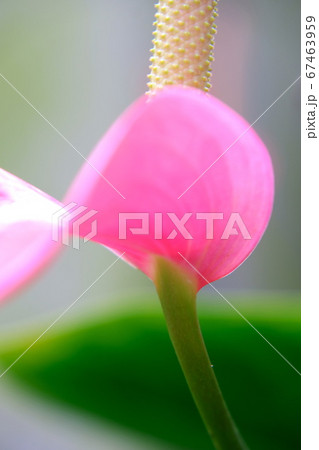 アンスリウム アンスリウム 67463959