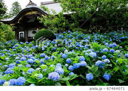 紫陽花で満ち溢れる雲昌寺　秋田県 67464071