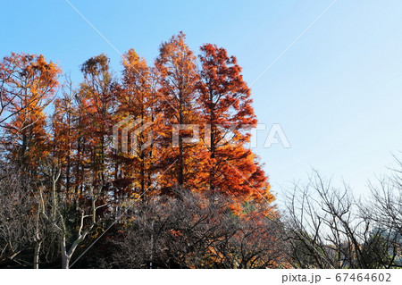 等々力緑地　ふるさとの森　秋　紅葉　神奈川県川崎市 67464602