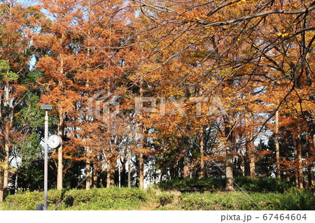 等々力緑地 ふるさとの森 秋 紅葉 神奈川県川崎市の写真素材
