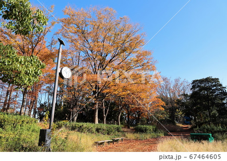 等々力緑地　ふるさとの森　秋　紅葉　神奈川県川崎市 67464605