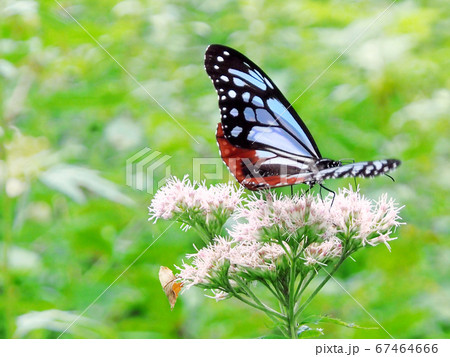蝶アサギマダラとヨツバヒヨドリの花の写真素材