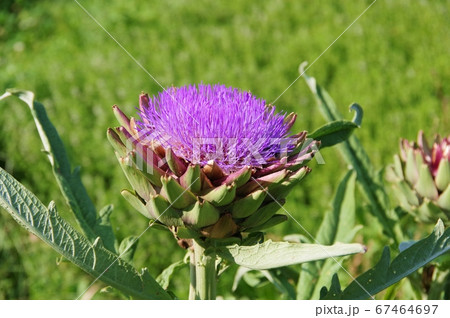 鎧のようなアーティチョーク 鎧のようなアーティチョーク 67464697