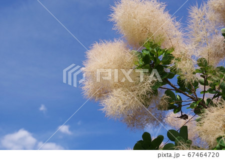 もじゃもじゃの花 スモークツリーの写真素材 もじゃもじゃの花 スモークツリーの写真素材