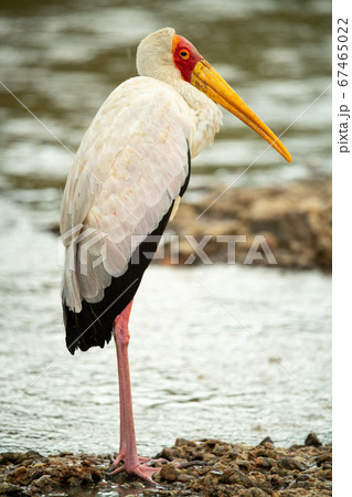 Yellow-billed stork stands in profile by shallows Yellow-billed stork stands in profile by shallows 67465022