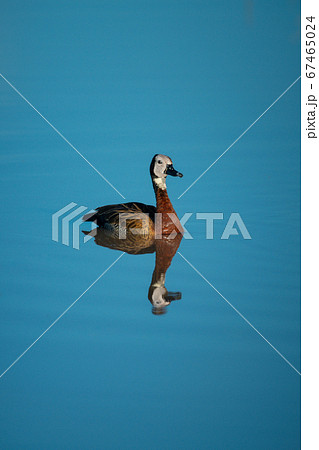 White-faced whistling-duck swims in pond with White-faced whistling-duck swims in pond with 67465024