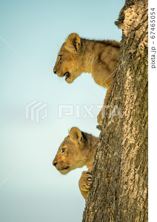 Two lion cubs cling to tree staring Two lion cubs cling to tree staring 67465054