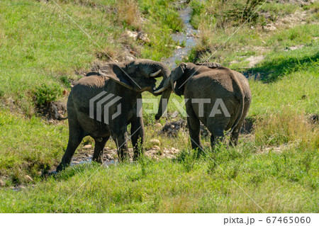 Two African elephants play fight in stream 67465060