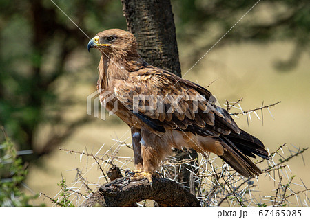 Tawny eagle stands on branch of thornbush 67465085