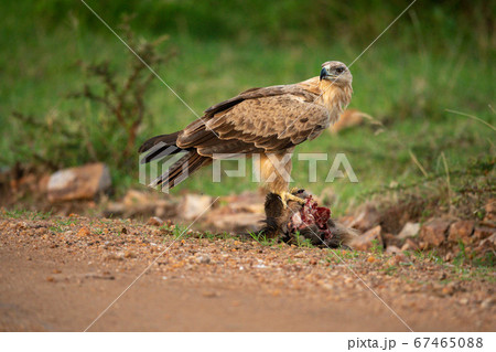 Tawny eagle standing on carrion turns head 67465088