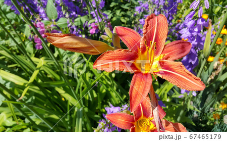 Beautiful bright orange day-lily and other flowers Beautiful bright orange day-lily and other flowers 67465179