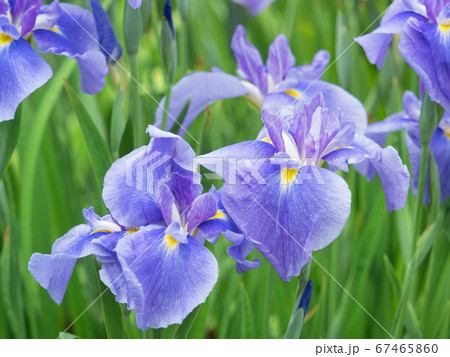 ハナショウブ 67465860