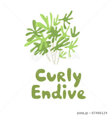 Cichorium endivia salad. Curly endive cute stock illustration. Agriculture, gastronomy, cooking concept, farm. Take part in a salad. Vitamins and minerals. Playful design style, salad ingredient 67466124