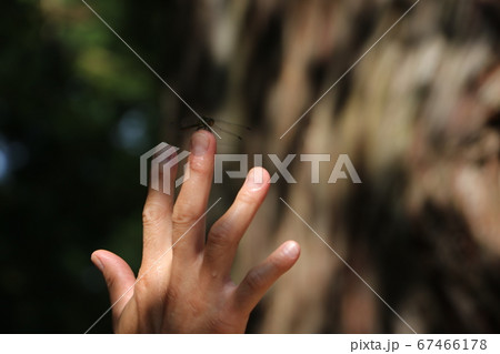 トンボがとまった トンボがとまった 67466178