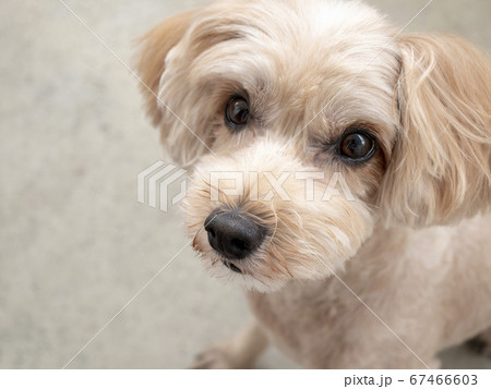 じっと座って見つめるかわいいアプリコットの小型犬【トイプードル・マルプー】 じっと座って見つめるかわいいアプリコットの小型犬【トイプードル・マルプー】 67466603