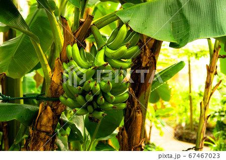 バナナ 67467023