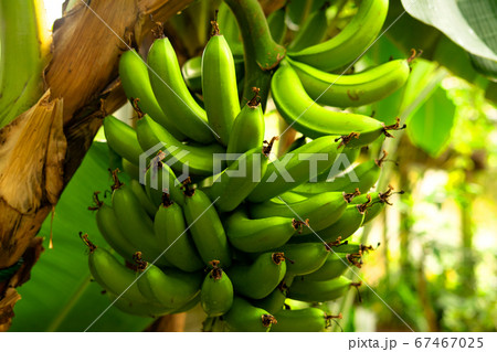 バナナ 67467025