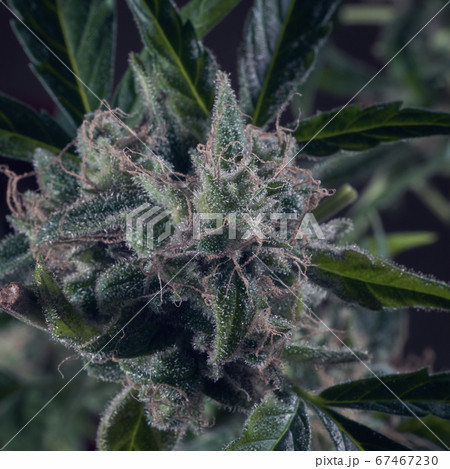 Macro of cannabis flowers and leaves on a dark background   67467230
