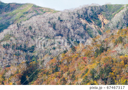 北海道　秋　千歳市　支笏湖周辺山の紅葉 67467317