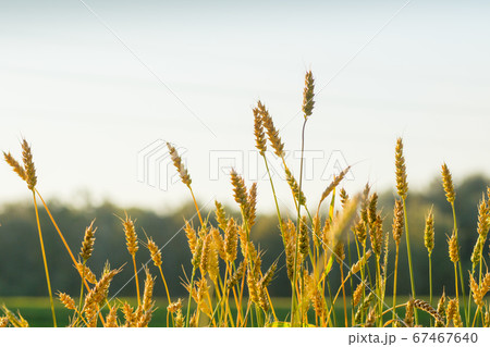 dry wheat ears close up shot with green forest 67467640