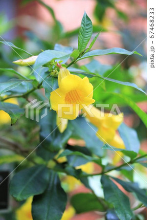 ヒメアリアケカズラ 67468233