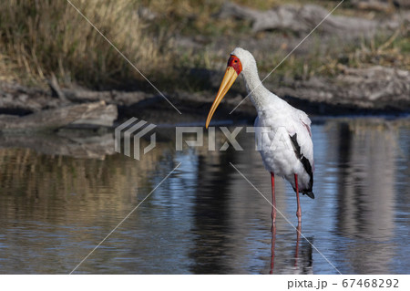 Yellow-billed Stork - Okavango Delta - Botswana 67468292