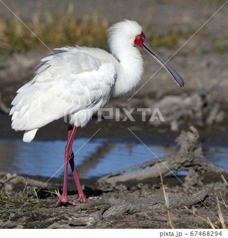 African spoonbill - Okavango Delta - Botswana 67468294