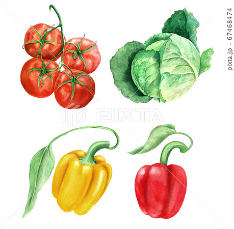 Set of vegetables vintage watercolor botanical illustration 67468474
