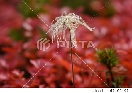 秋のチングルマ 秋のチングルマ 67469497