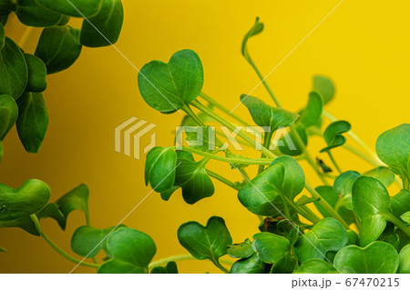 Micro green leaves close up against yellow background 67470215