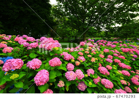 岩手県北上市 朝焼けの紫陽花の花の写真素材