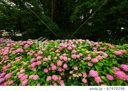 岩手県北上市 朝焼けの紫陽花の花の写真素材
