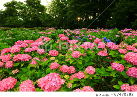 岩手県北上市 朝焼けの紫陽花の花 岩手県北上市 朝焼けの紫陽花の花 67470298