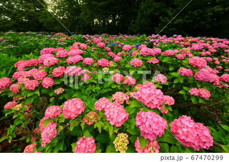 岩手県北上市 朝焼けの紫陽花の花 岩手県北上市 朝焼けの紫陽花の花 67470299