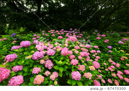 岩手県北上市 朝焼けの紫陽花の花の写真素材