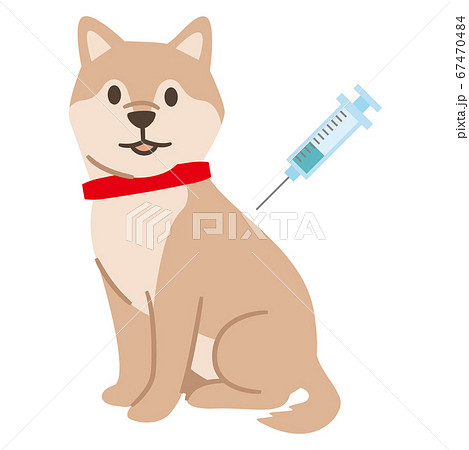 予防接種を受ける犬 67470484